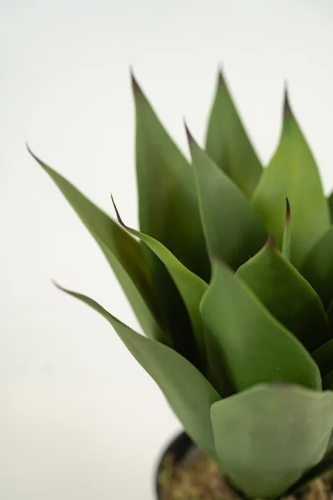 Planta Yucca 35cm - Color Unico en Multicolor - Muebles para el exterior, Uruguay | Indian, vista 2