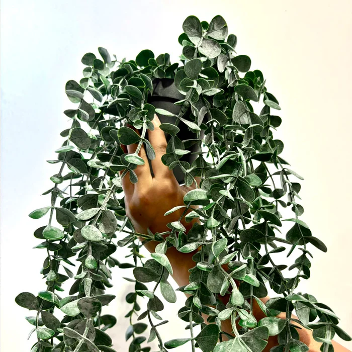 Planta Artificial Colgante Dischidia - Macetas, Uruguay | Alta Gracia Deco, vista 3