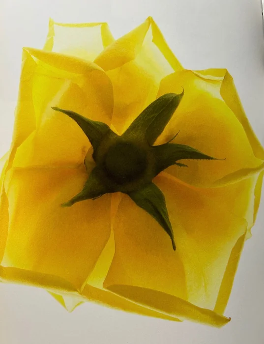 Yellow floral en Amarillo - Láminas, Uruguay | Mara Estudio