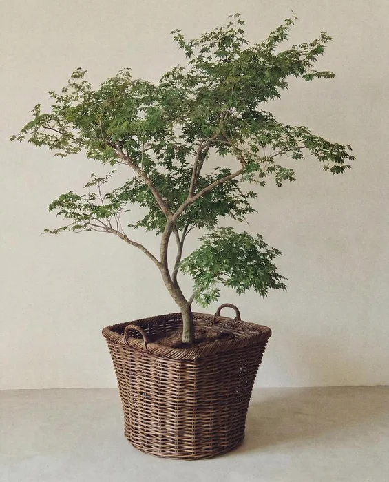 CESTA RATÁN CUADRADA en Marrón - Canastos, Uruguay | Zara Home