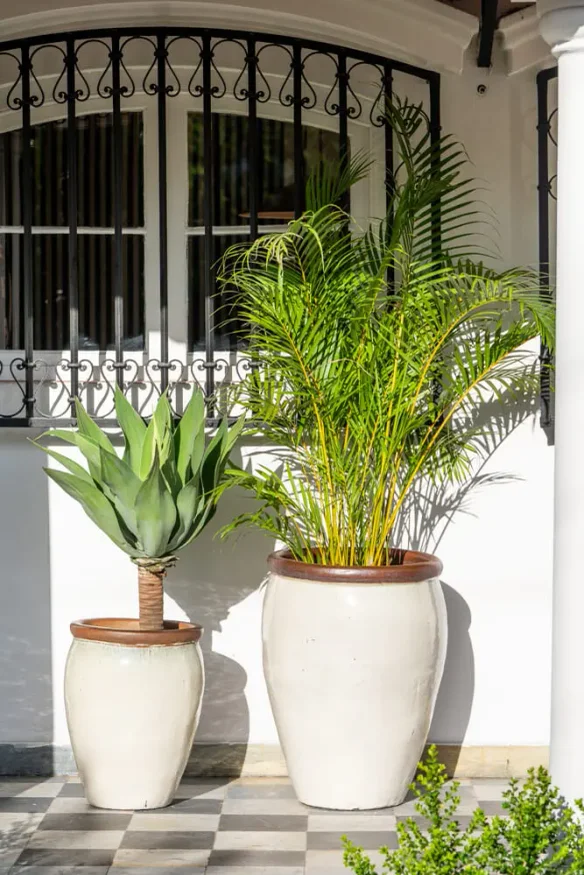 Ernest Creamy White en Mediana - Macetas, Uruguay | Balcony, vista 2