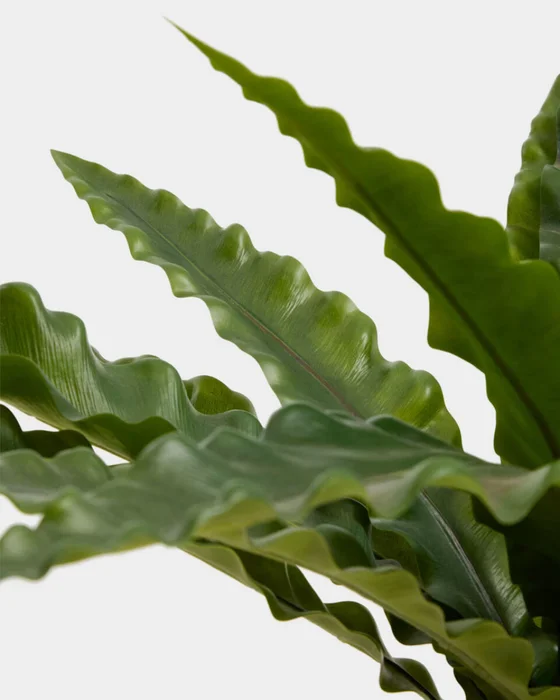 Planta artificial Neottopteris con maceta blanca 70 cm en Blanco - Macetas, Uruguay | Kavehome, vista 2
