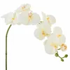 Tallo Orquídea blanco - Decoración, Uruguay | Martinika Deco, vista 2 de 12