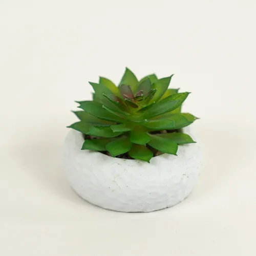 Planta Suculenta 690 Mini, Mix - Color Unico en Multicolor - Muebles para el exterior, Uruguay | Indian