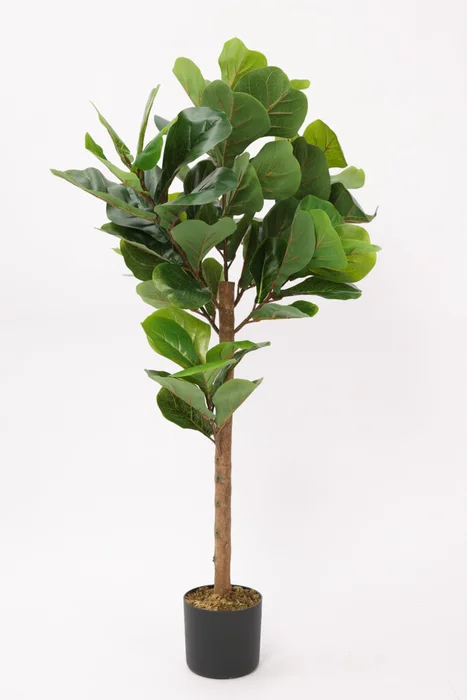 Planta Ficus Lira 110cm - Color Unico en Multicolor - Muebles para el exterior, Uruguay | Indian