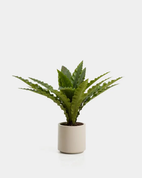 Planta artificial Neottopteris con maceta blanca 70 cm en Blanco - Macetas, Uruguay | Kavehome