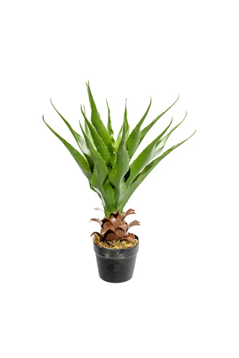 Planta Aloe 60cm - Color Unico en Multicolor - Muebles para el exterior, Uruguay | Indian