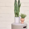 Planta artificial Sansevieria con maceta blanco 55 cm en Blanco, Uruguay | Kavehome, vista 3 de 6