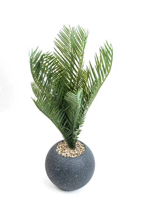 Planta Palmera 50cm - Negro en Negro - Decoración, Uruguay | Indian