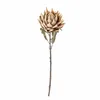 Tallo Protea natural - Decoración, Uruguay | Martinika Deco, vista 3 de 10