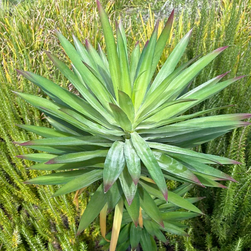 Planta artificial Yucca 165cm en Negro - Macetas, Uruguay | Alta Gracia Deco, vista 5