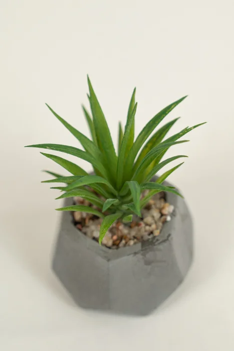 Planta Suculenta 696 Mini, Mix - Color Unico en Multicolor - Muebles para el exterior, Uruguay | Indian, vista 2