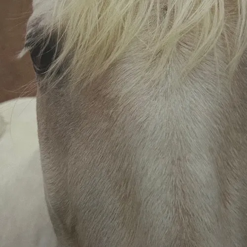 Caballo blanco - Láminas, Uruguay | Mara Estudio