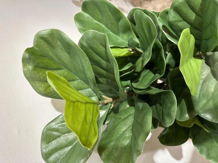 Ficus Lirata en Negro - Decoración, Uruguay | Indrana, vista 2