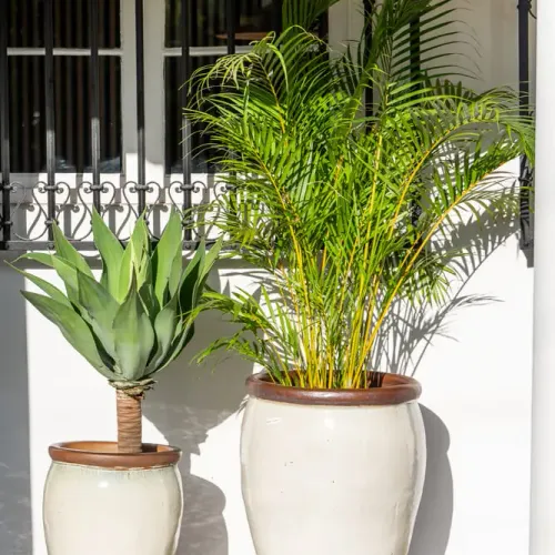 Ernest Creamy White - Macetas, Uruguay | Balcony