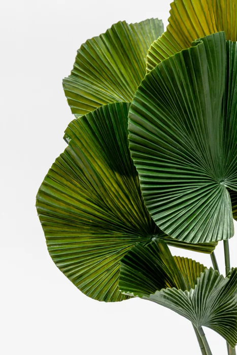 Planta Palmito De Jardín - Color Unico en Multicolor - Muebles para el exterior, Uruguay | Indian, vista 2