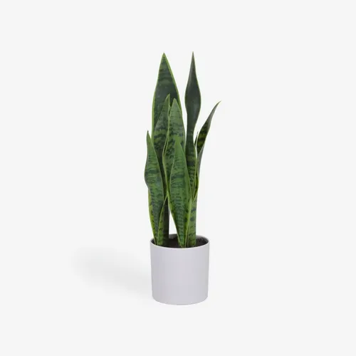 Planta artificial Sansevieria con maceta blanco 55 cm en Blanco, Uruguay | Kavehome