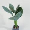 Planta Aglaonema 40cm - Color Unico en Multicolor - Muebles para el exterior, Uruguay | Indian, vista 1 de 5