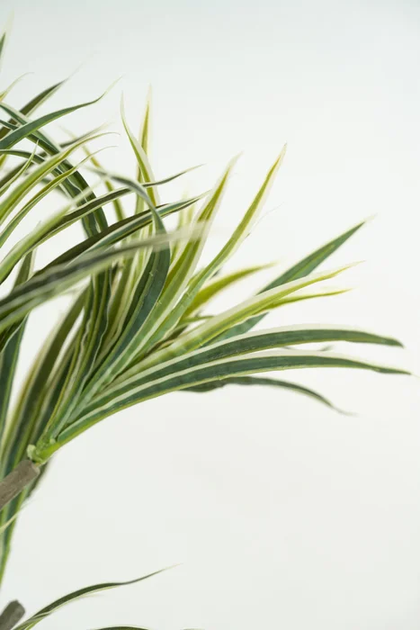 Planta White Grass 70cm - Color Unico en Multicolor - Muebles para el exterior, Uruguay | Indian, vista 2