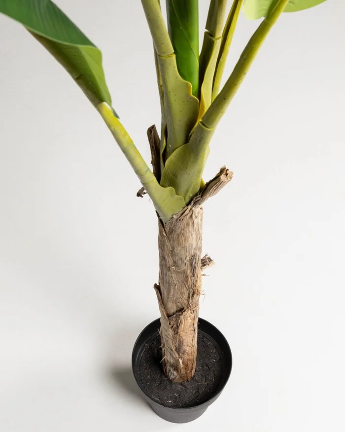 Planta artificial Banano con maceta negro 160 cm en Verde - Macetas, Uruguay | Kavehome, vista 2