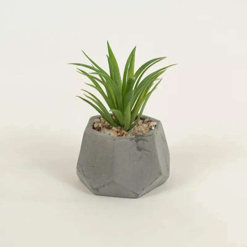 Planta Suculenta 696 Mini, Mix - Color Unico en Multicolor - Muebles para el exterior, Uruguay | Indian