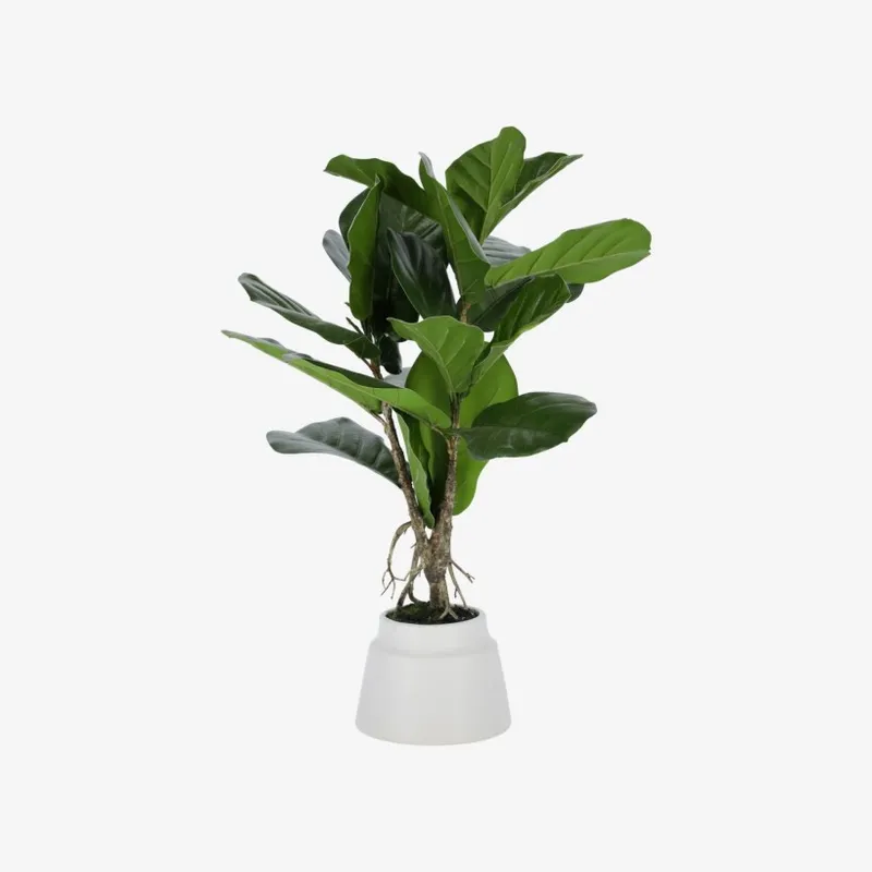 Planta artificial Lyrata con maceta de cerámica blanco 60 cm en Verde - Macetas, Uruguay | Kavehome