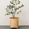 Eucalyptus en Negro - Decoración, Uruguay | Indrana, vista 1 de 3
