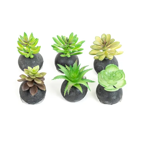 Planta Moa Mini, Mix - Color Unico en Multicolor - Decoración, Uruguay | Indian