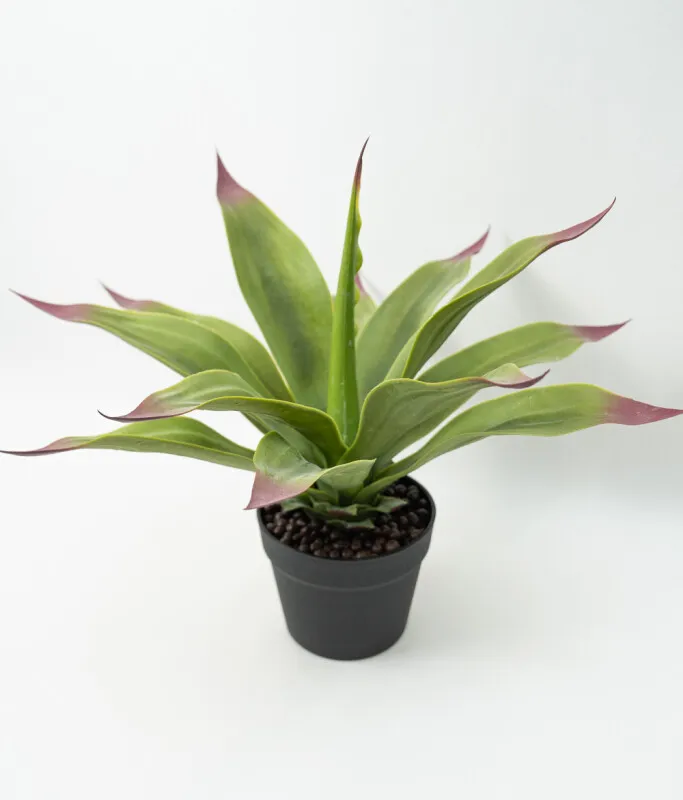 Planta Gasteria - Color Unico en Multicolor - Decoración, Uruguay | Indian