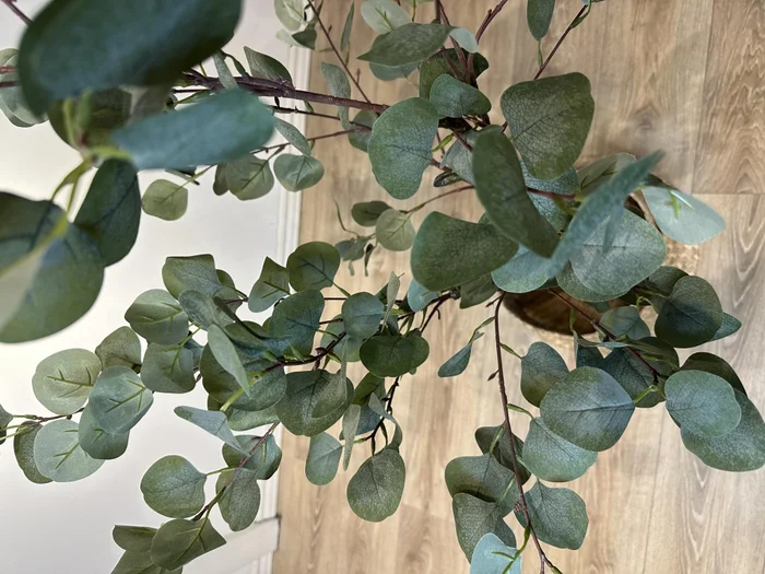 Eucalyptus en Negro - Decoración, Uruguay | Indrana, vista 3