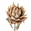 Tallo Protea natural - Decoración, Uruguay | Martinika Deco, vista 10 de 10
