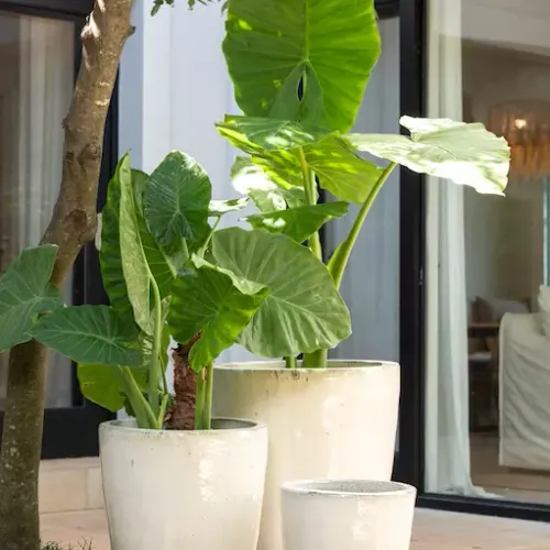 William Creamy White - Macetas, Uruguay | Balcony