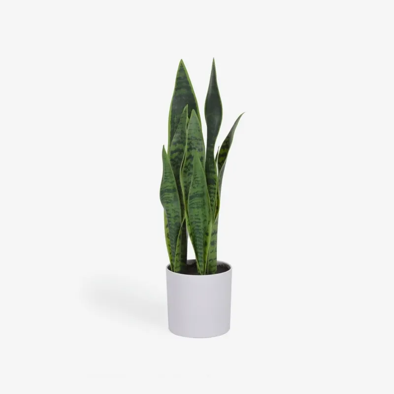 Planta artificial Sansevieria con maceta blanco 55 cm en Blanco - Macetas, Uruguay | Kavehome
