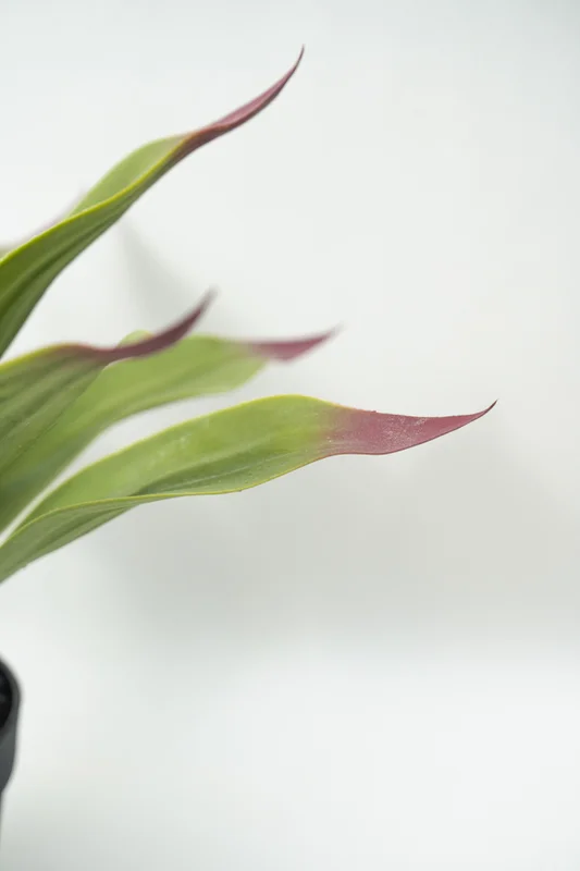 Planta Gasteria - Color Unico en Multicolor - Decoración, Uruguay | Indian, vista 3
