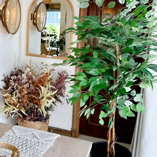 Ficus Disciplinado en Negro - Decoración, Uruguay | Indrana