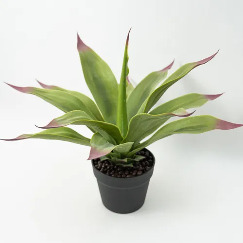 Planta Gasteria - Color Unico en Multicolor - Decoración, Uruguay | Indian