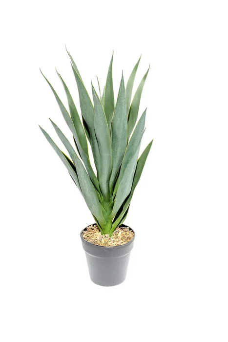 Planta Mandioca 55cm - Color Unico en Multicolor - Muebles para el exterior, Uruguay | Indian