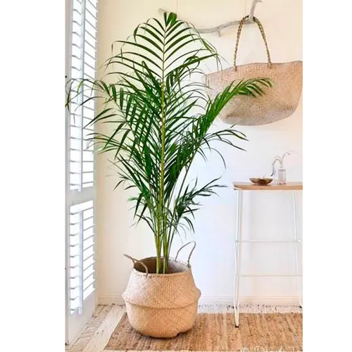 Canasto en fibra natural grande en Madera natural - Macetas, Uruguay | Alta Gracia Deco