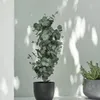 Planta artificial RIPA Al90cm eucalyptus en Verde - Muebles para el exterior, Uruguay | JYSK, vista 2 de 2