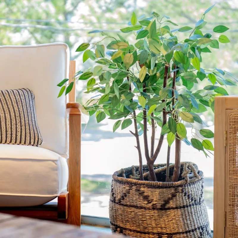 Árbol ficus artificial, s en Multicolor - Macetas, Uruguay | Soho Deco