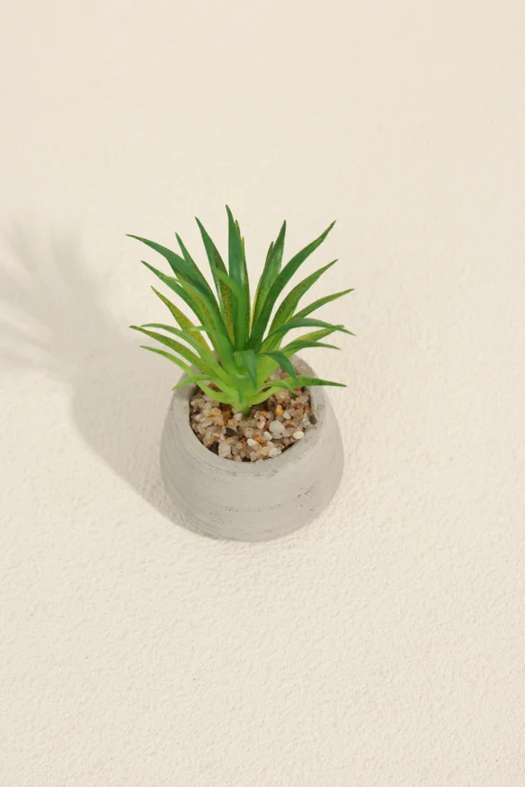 Planta Suculenta 694 Mini, Mix - Color Unico en Multicolor - Muebles para el exterior, Uruguay | Indian, vista 2