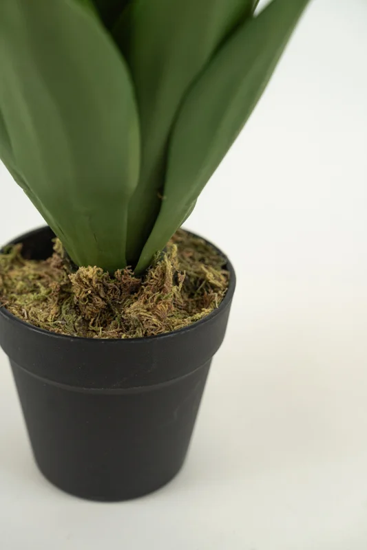 Planta Yucca 35cm - Color Unico en Multicolor - Muebles para el exterior, Uruguay | Indian, vista 3