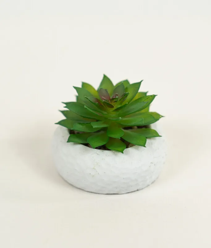 Planta Suculenta 690 Mini, Mix - Color Unico en Multicolor - Muebles para el exterior, Uruguay | Indian