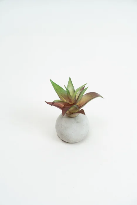 Planta Moa Mini, Mix - Color Unico en Multicolor - Decoración, Uruguay | Indian