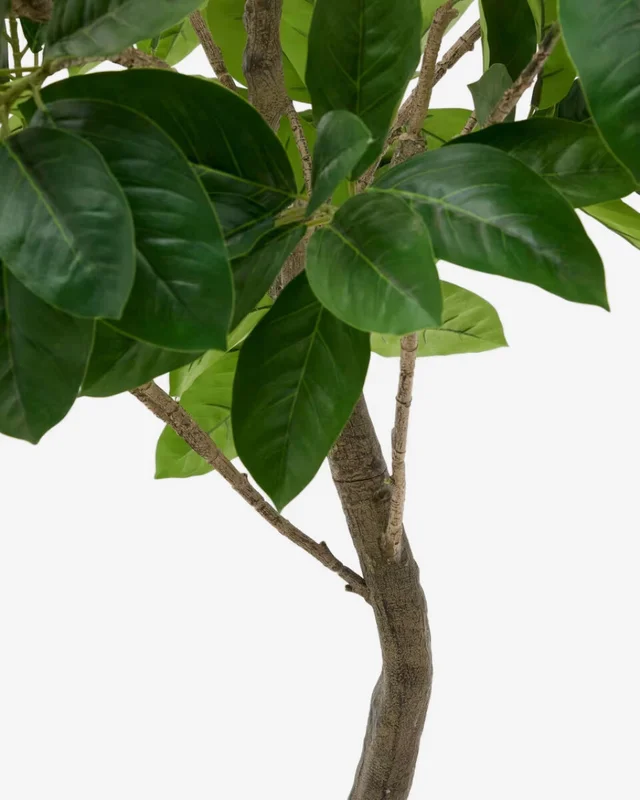 Árbol artificial Ficus con maceta negra 210 cm en Madera natural - Macetas, Uruguay | Kavehome, vista 3