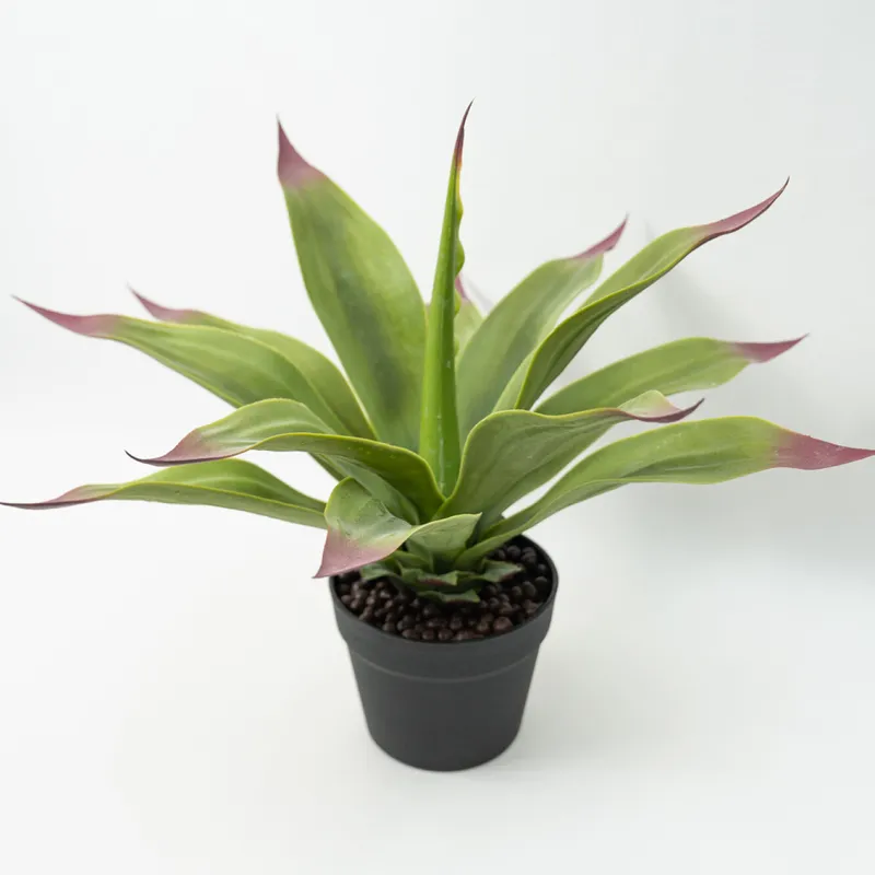 Planta Gasteria - Color Unico en Multicolor - Decoración, Uruguay | Indian