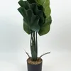 Planta Alocasia Gageana - Color Unico en Multicolor - Muebles para el exterior, Uruguay | Indian, vista 1 de 4