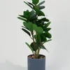 Planta Ficus 40cm - Color Unico en Multicolor - Muebles para el exterior, Uruguay | Indian, vista 1 de 4