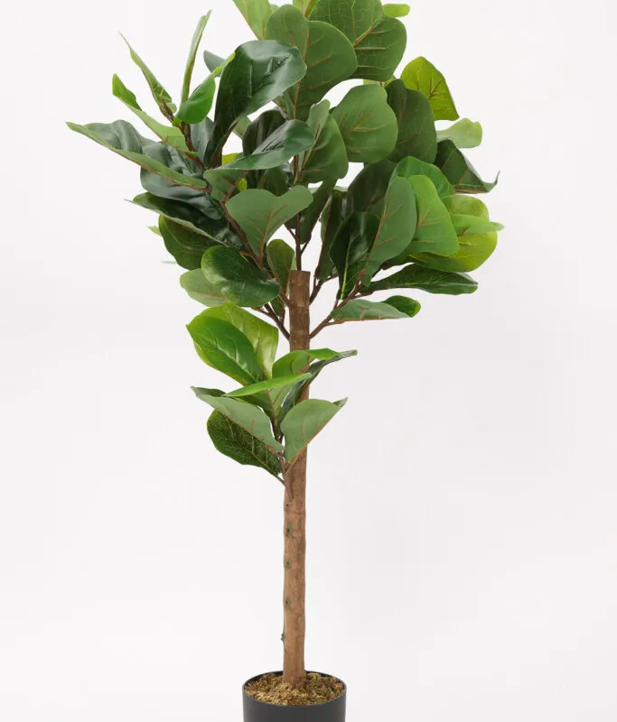Planta Ficus Lira 110cm - Color Unico en Multicolor - Muebles para el exterior, Uruguay | Indian
